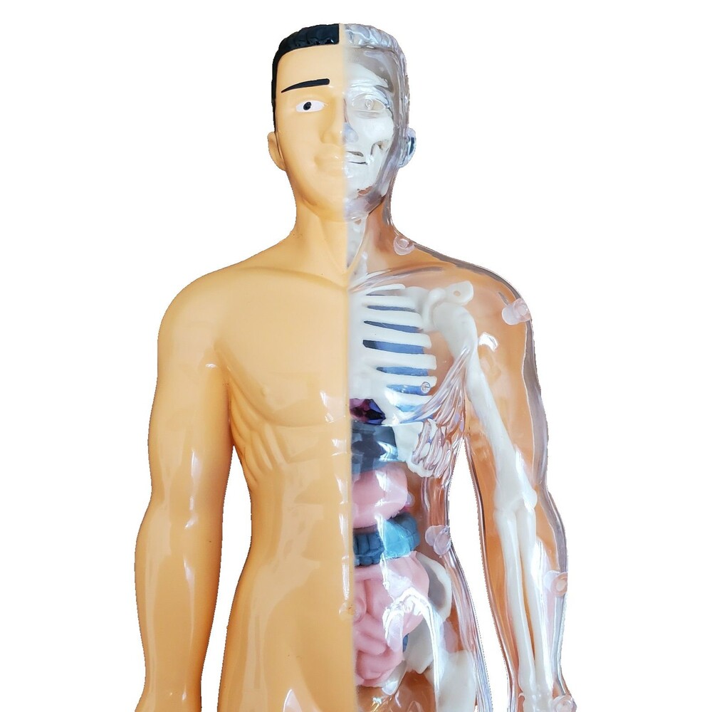 Model 3D Human Body Anatomy Figure Full Skeleton Organs 11" Hard Plastic Opens